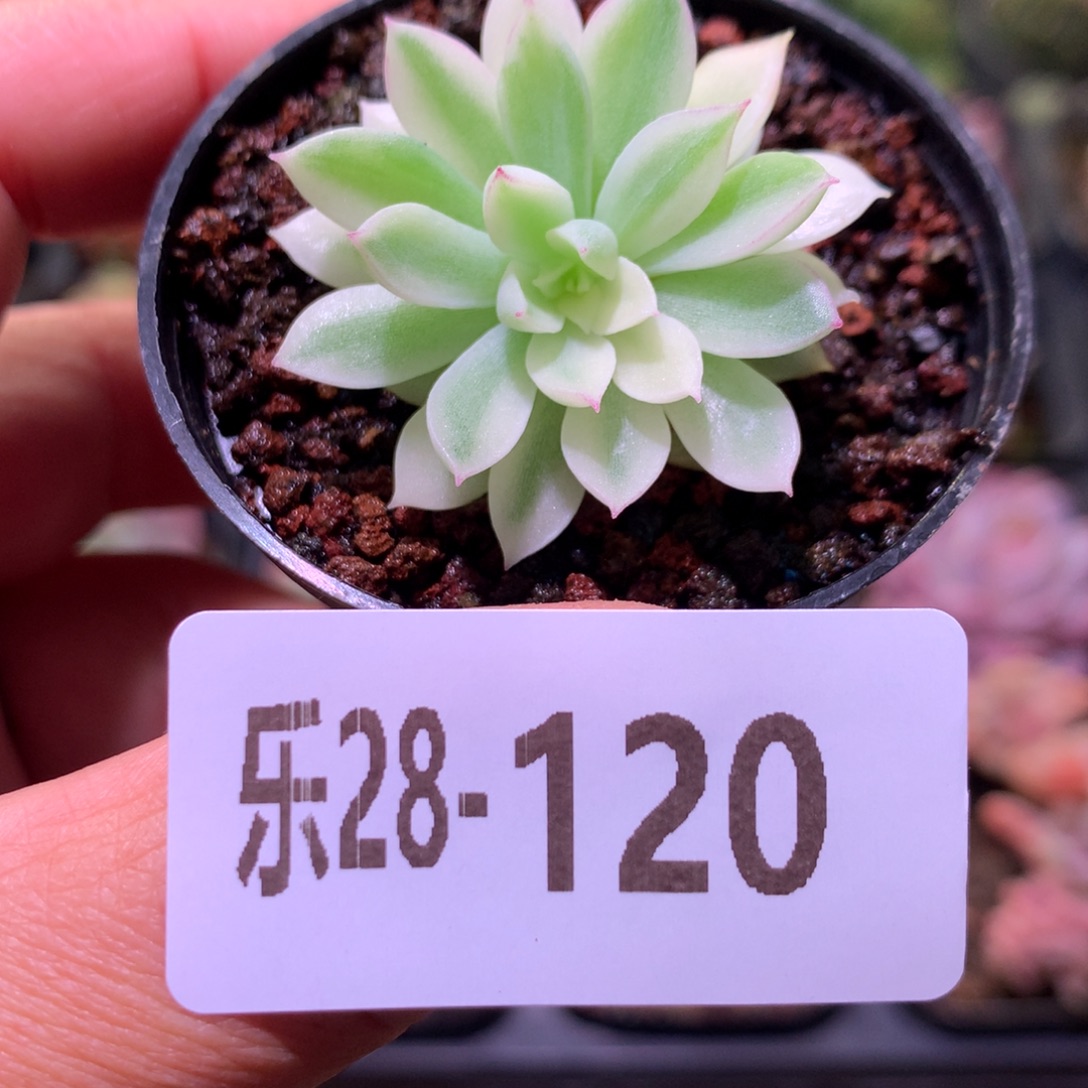 乐然28-120 女雏锦 