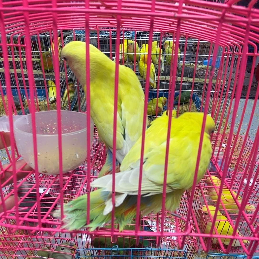 桃脸牡丹鹦鹉红面澳桂一对