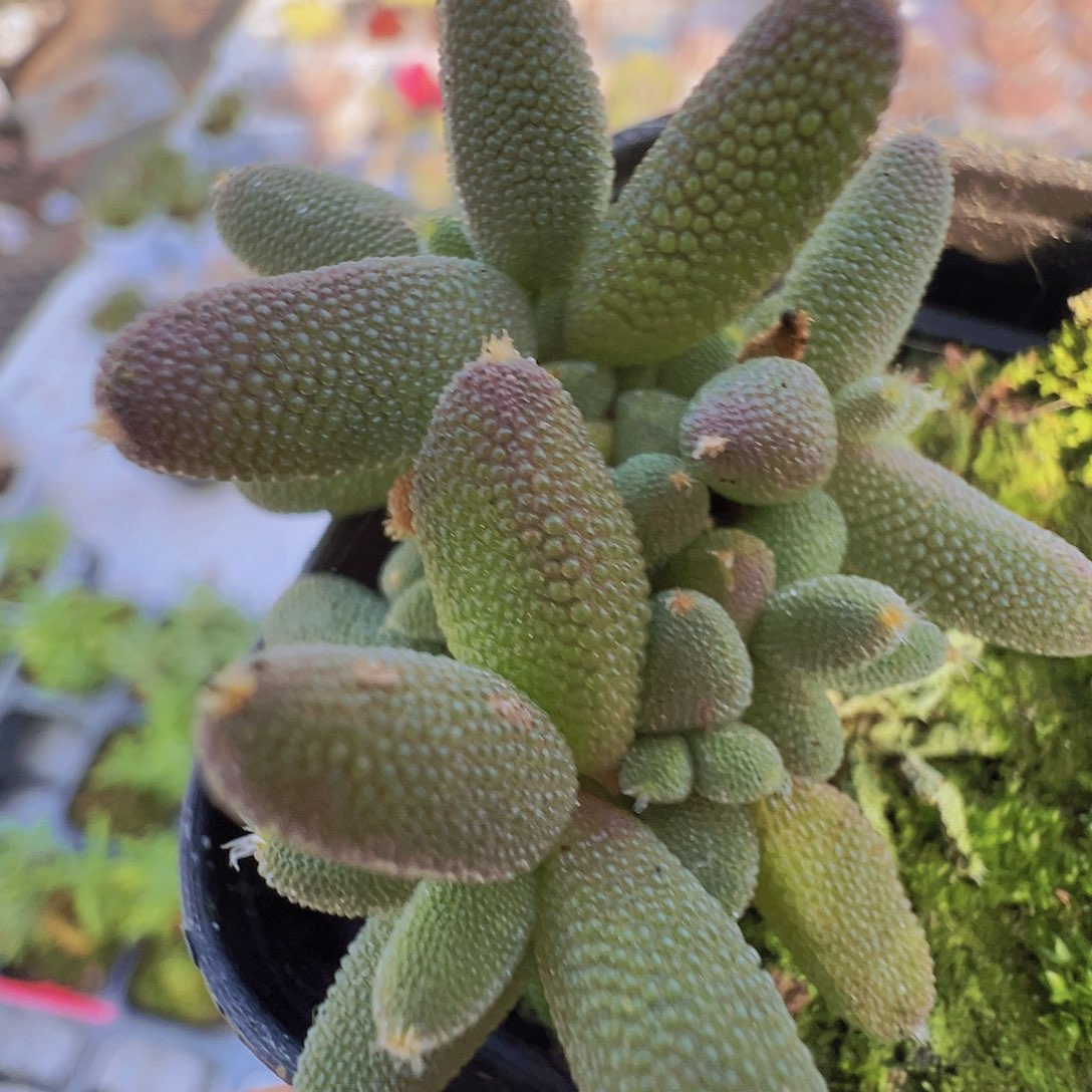 小可爱玉米19包邮多肉