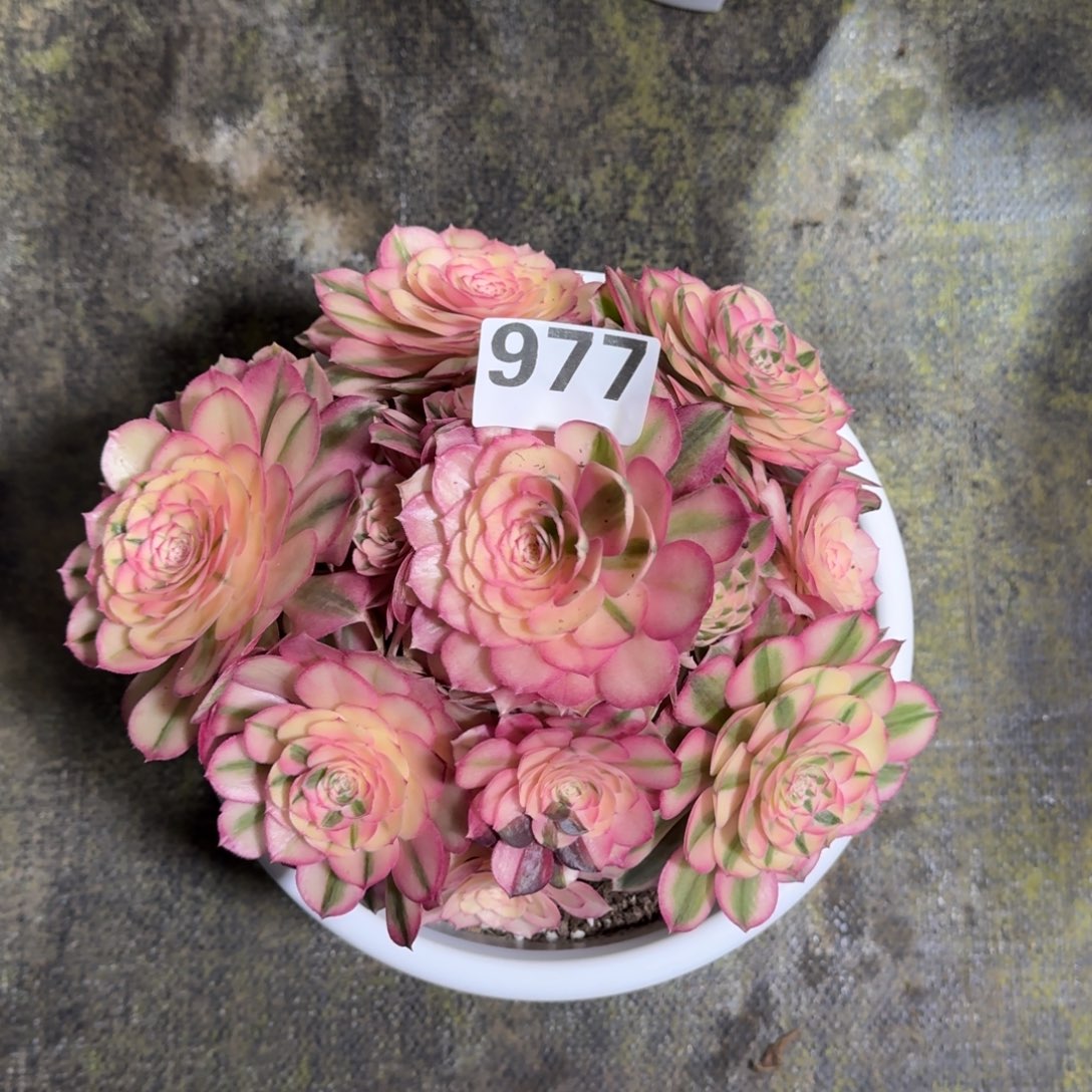 977！倾城法师多肉植物