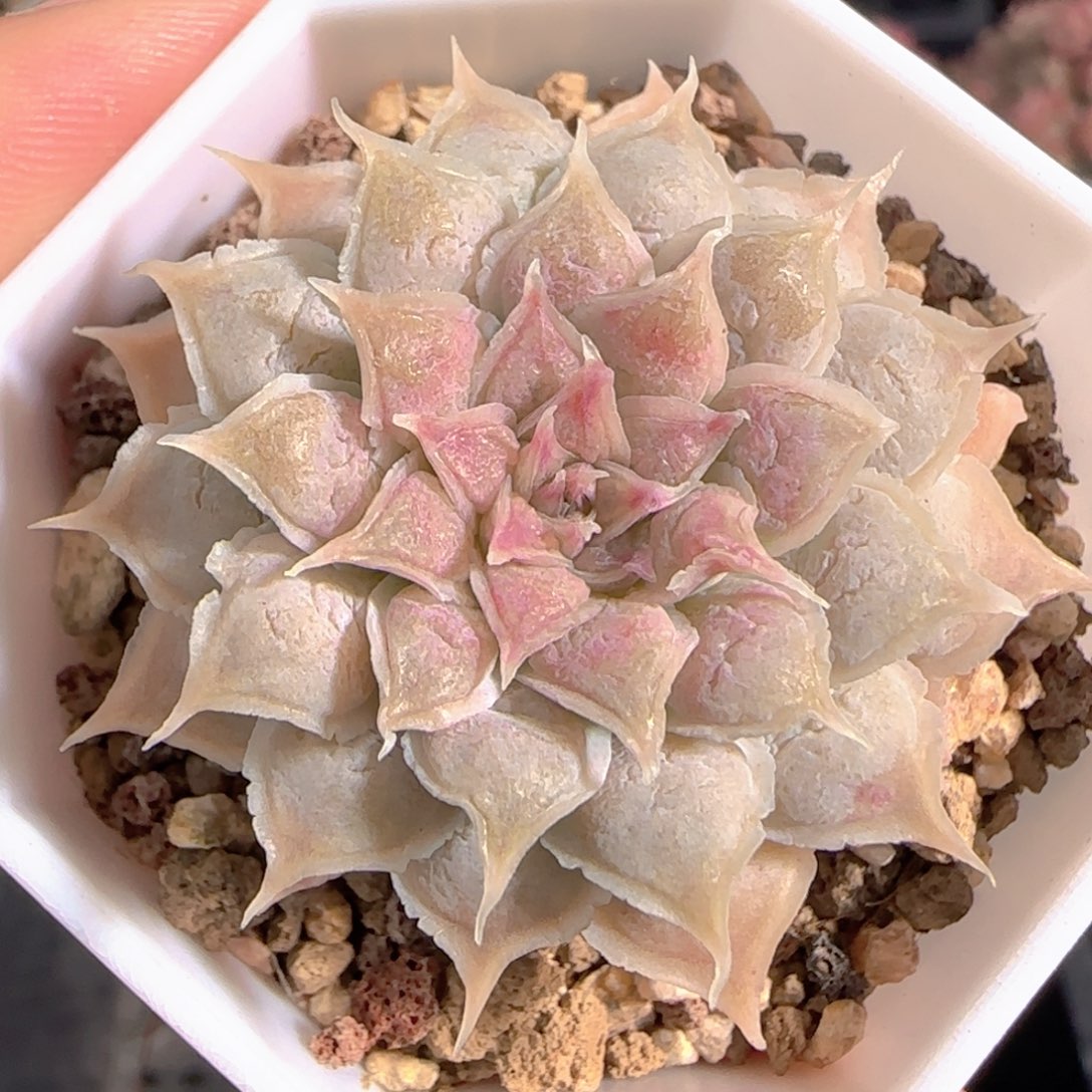 多肉1228-154榴财榴财