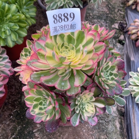 海王多肉多肉8889