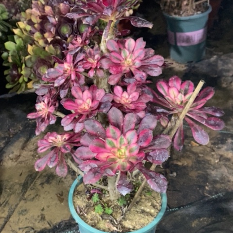 香奈儿多肉植物010