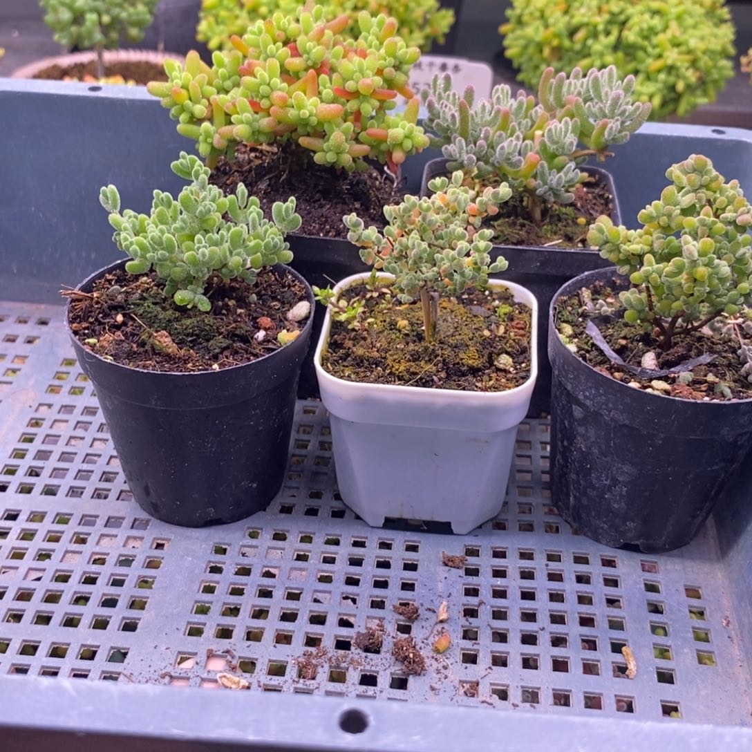 好****?229五颗福利。      