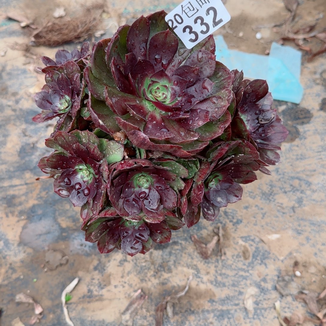 黑魔332满20包邮断枝不包