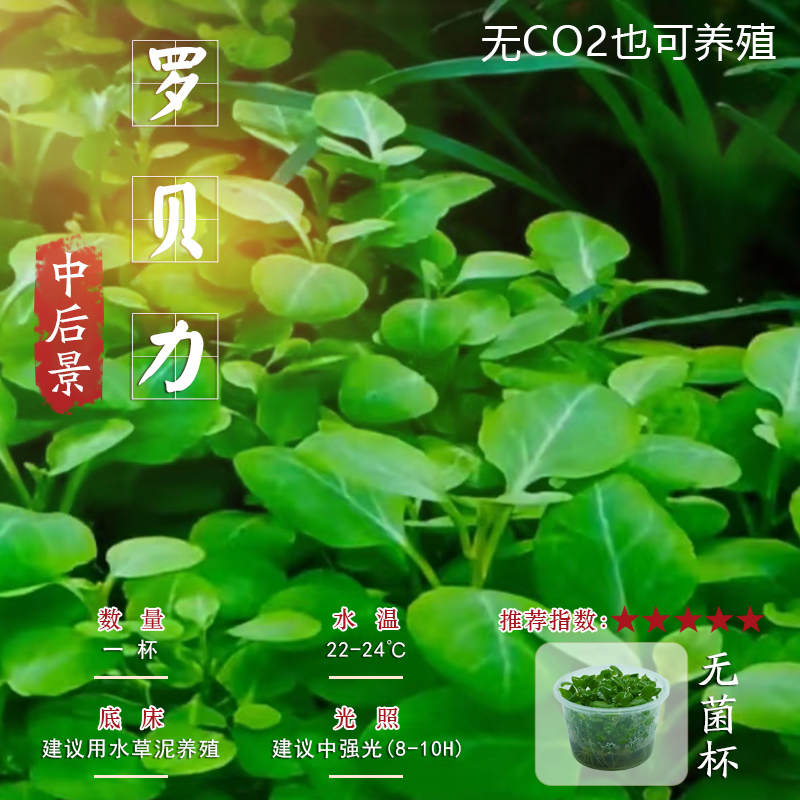 无菌杯后景阴水草罗贝里新手水溶鱼缸造景懒人淡水植物水缸活物