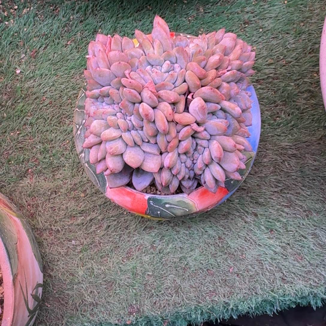 星影缀化无砍多肉