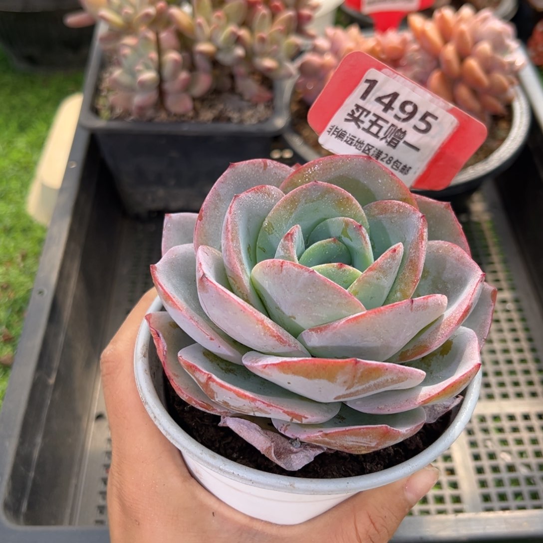 表妹精品多肉1495.