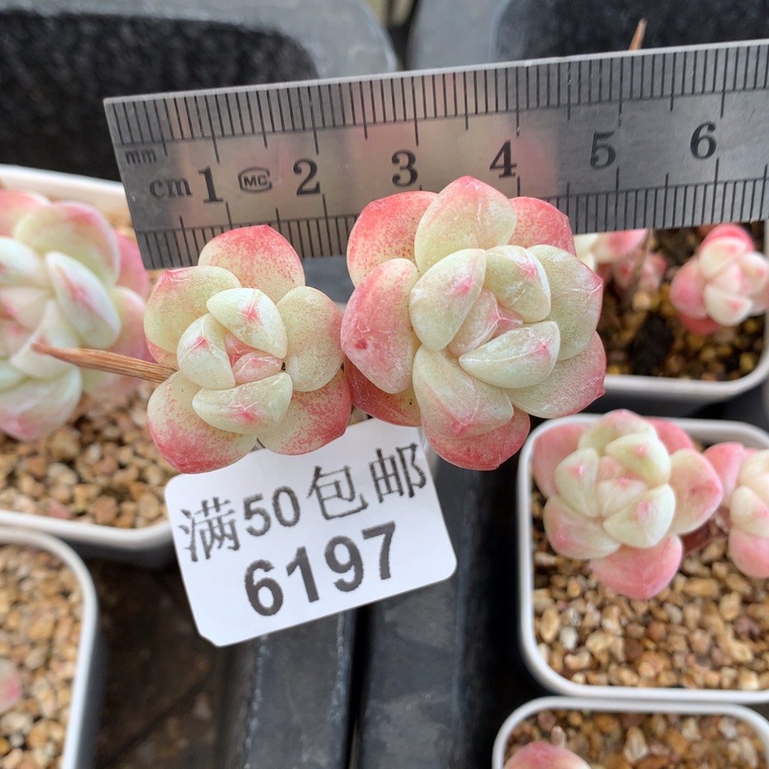 6197。白底长腿冰玉双头。