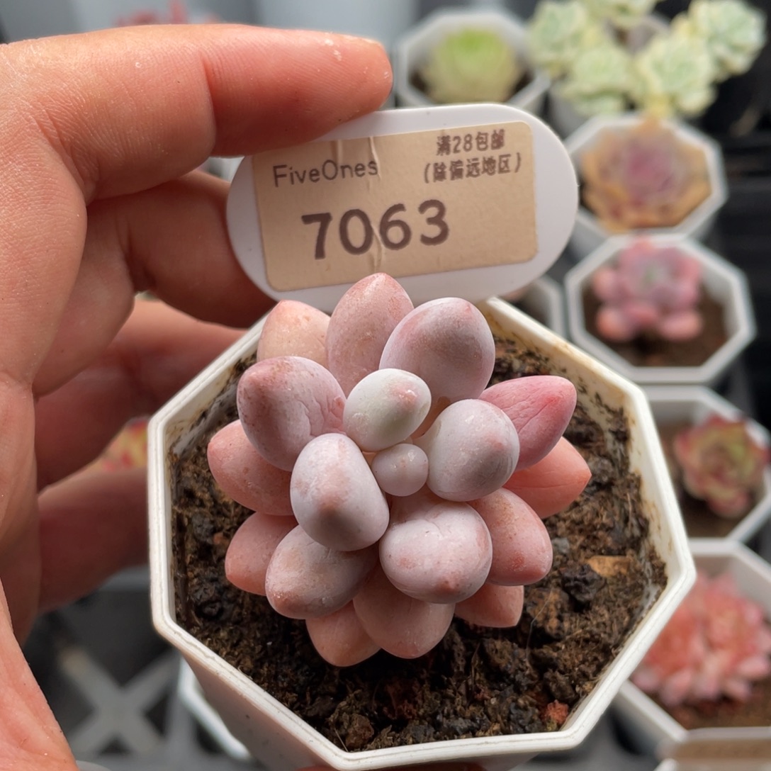 粉色恋人7063-4.5厘米