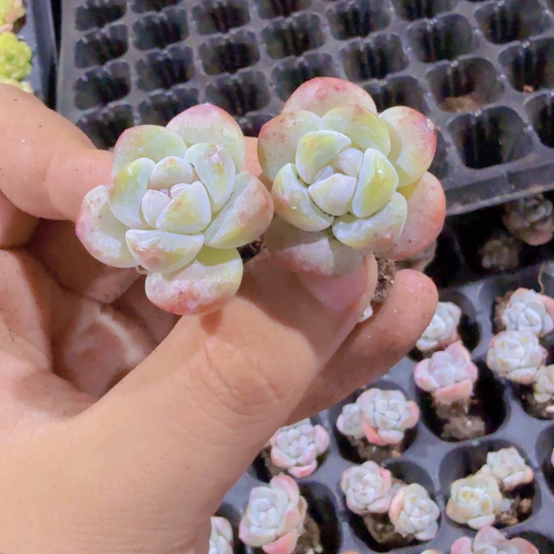 长腿冰玉五颗一组