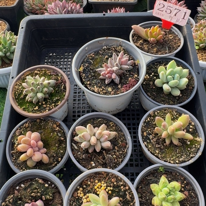 2571多肉植物一物一拍