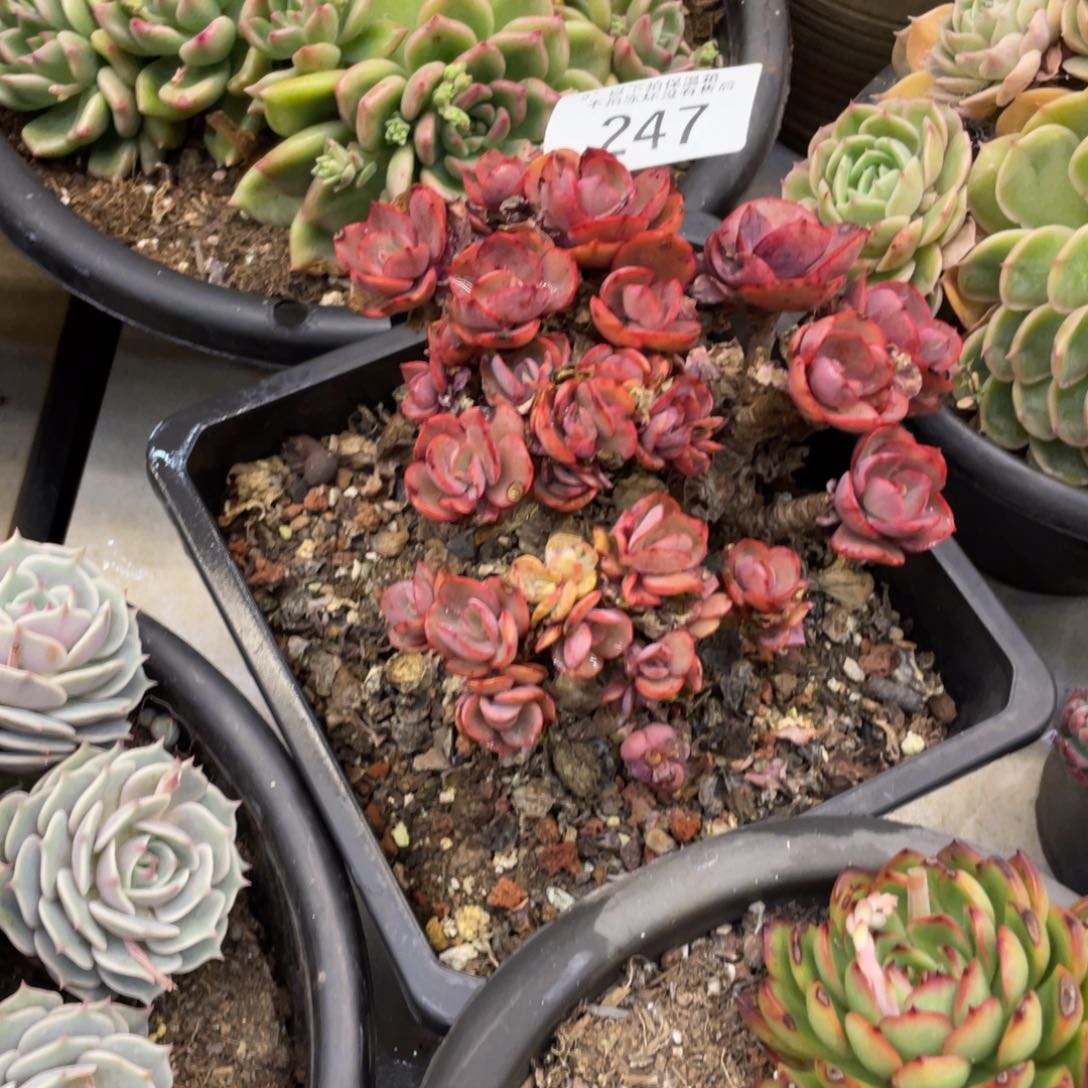 小**资黑大帅多肉247秀妍