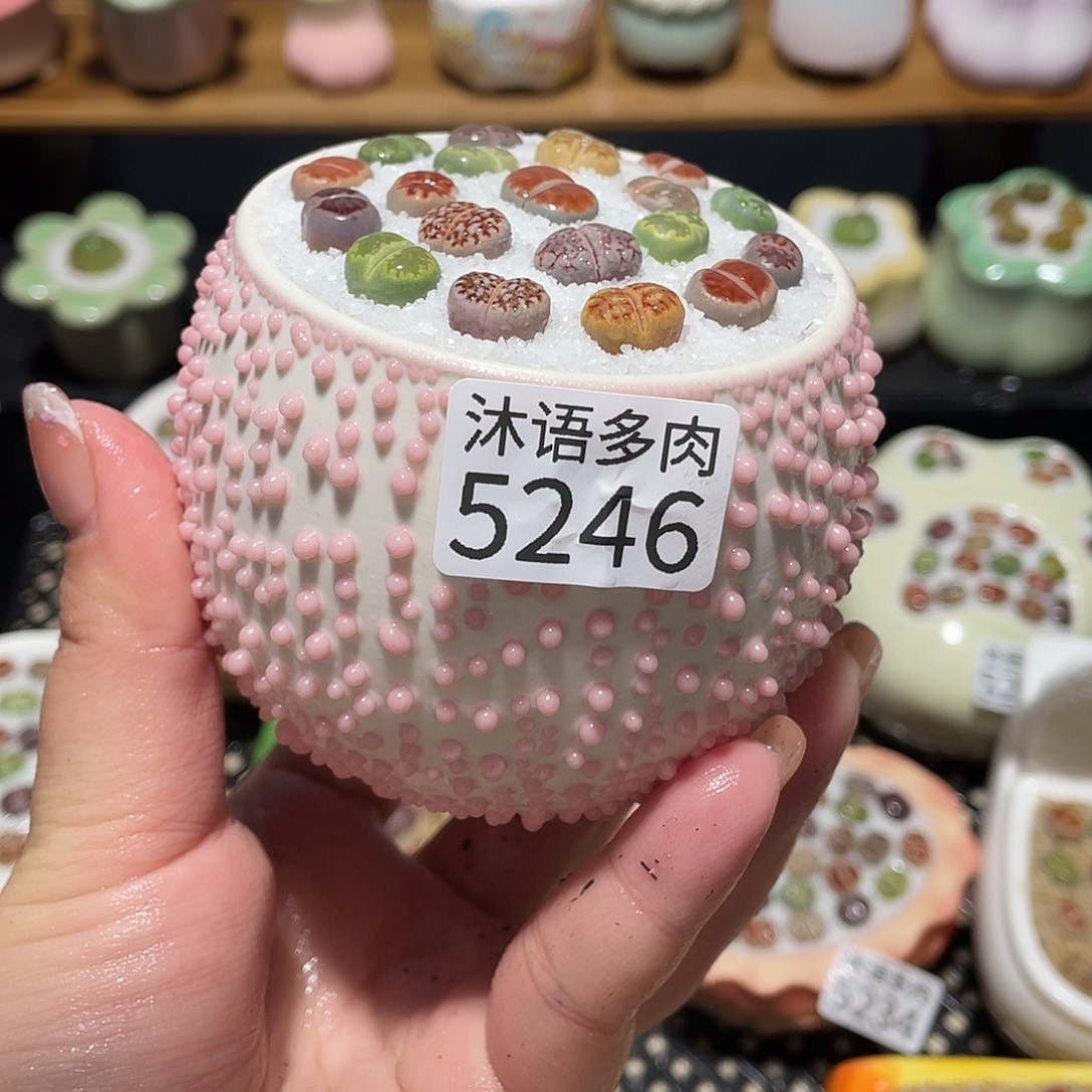 带盆土植物 一物一拍5246