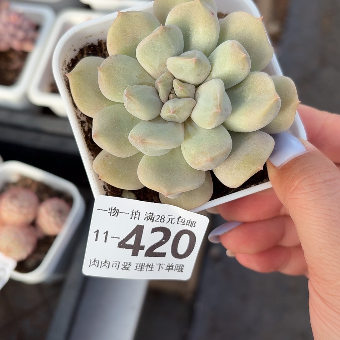 超奶无盆土发货无