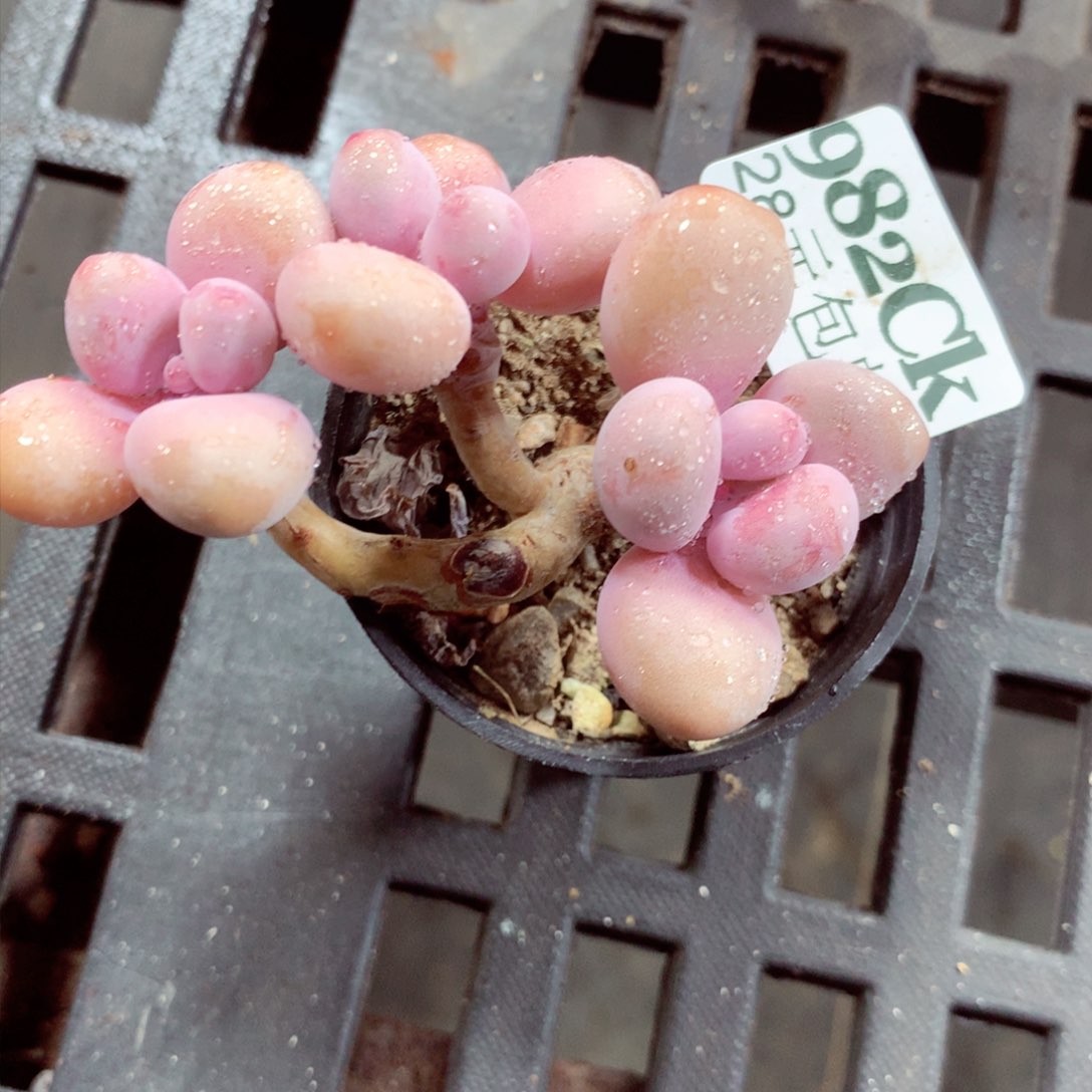 5厘米盆精控多肉982