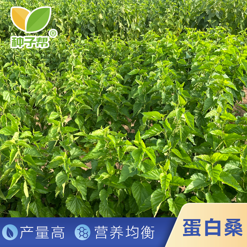 农科院蛋白桑杂交种子，种苗，家畜家禽高蛋白添加饲草，耐寒耐旱