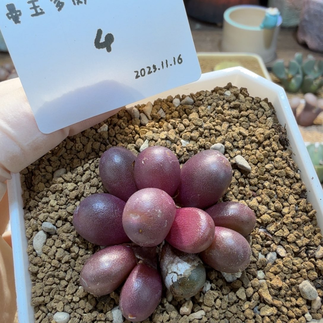 多肉多肉多肉11.16-004