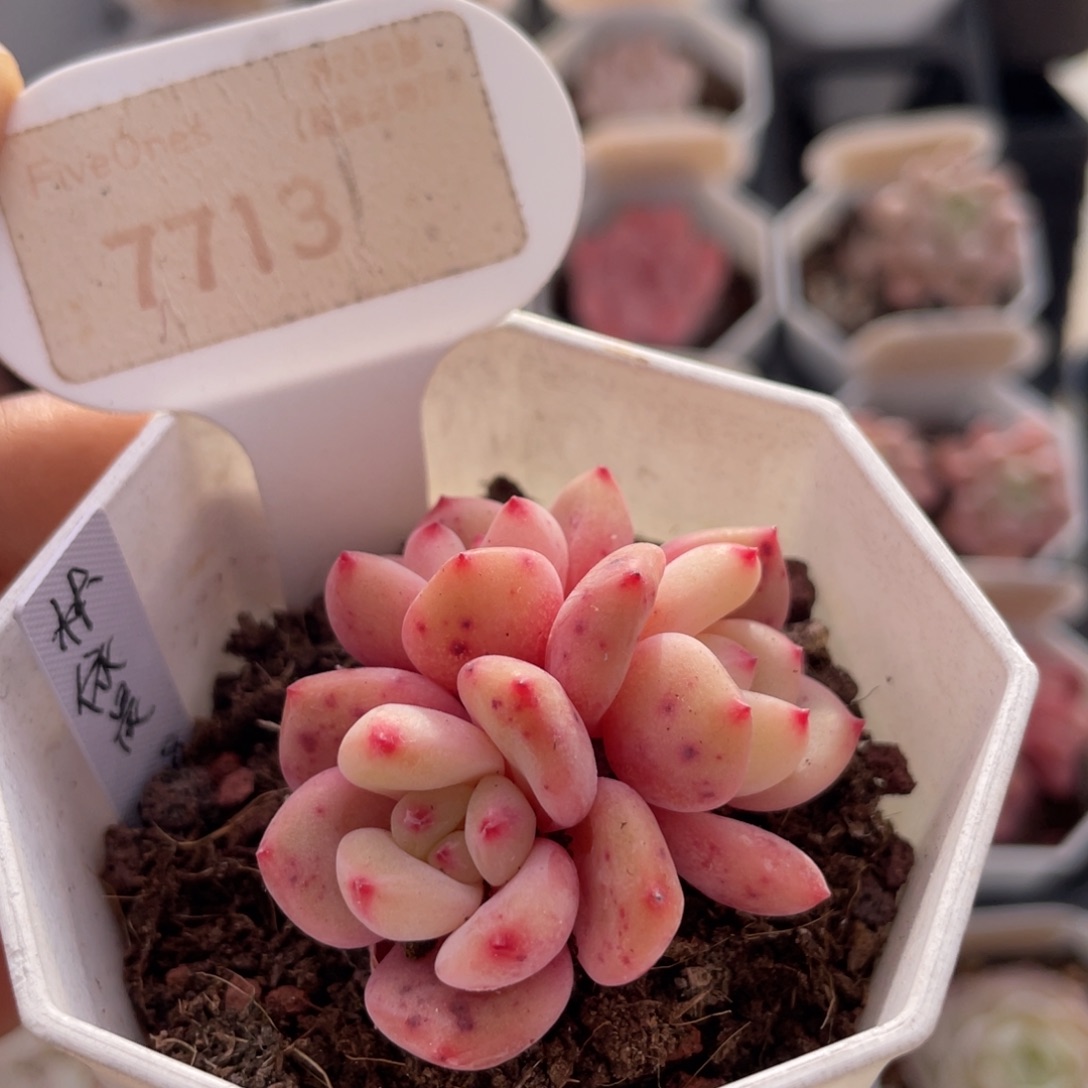 林依晨7713-4.0厘米