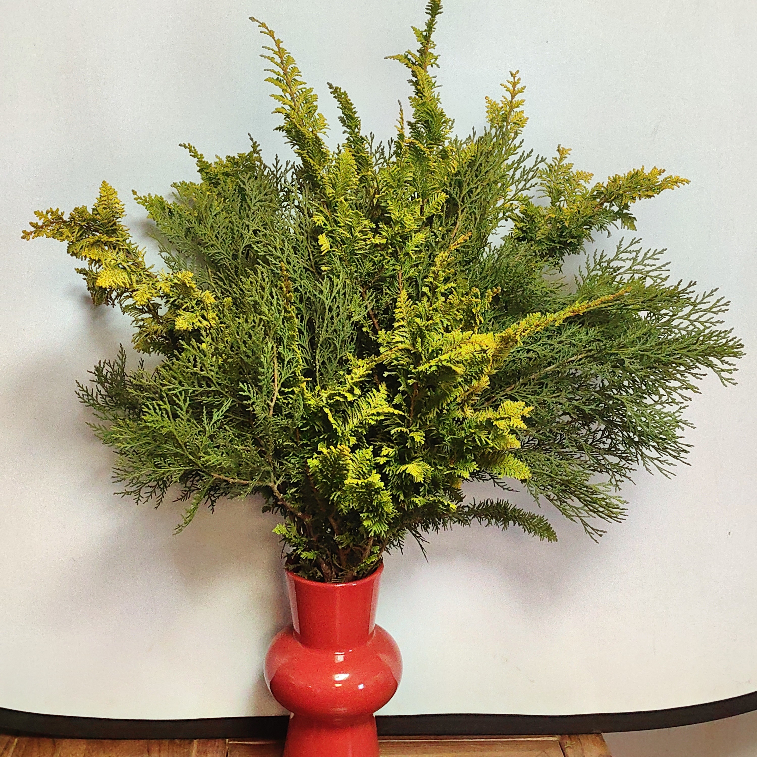 花中圆   圣诞侧柏松花束，可以水养，可以干插。