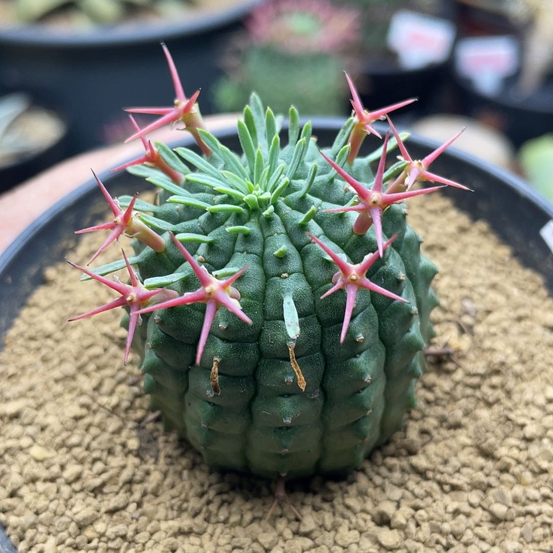 实生群星冠大戟 致远多肉