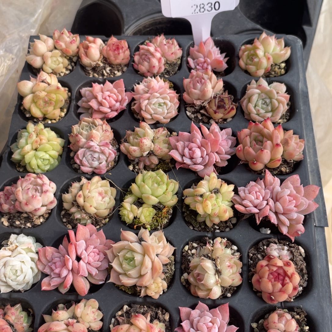 不包整散 盆子不售后2830