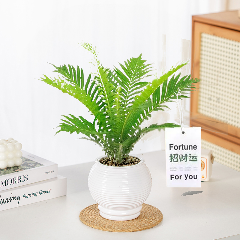 【拍一发二】富贵蕨盆栽观叶室内办公植物吸甲醛净化空气四季常青