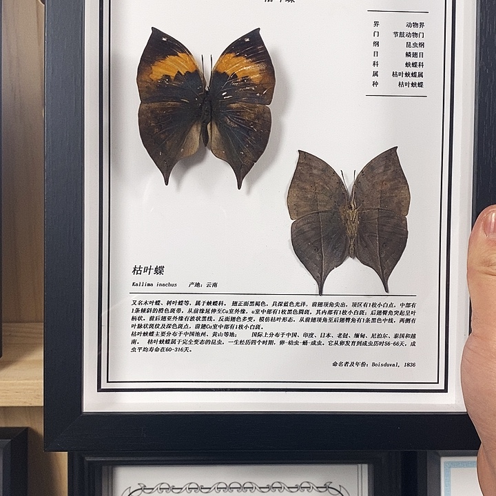 珐琅铁合金枯叶一对