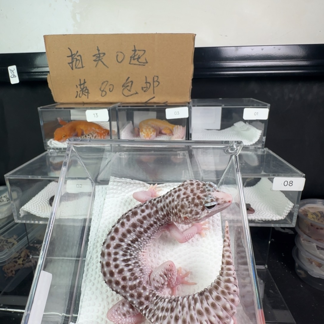 豹纹守宫银河妹妹