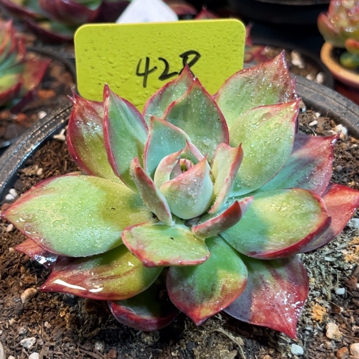 惊鸿一物一拍包装收缩花旱428