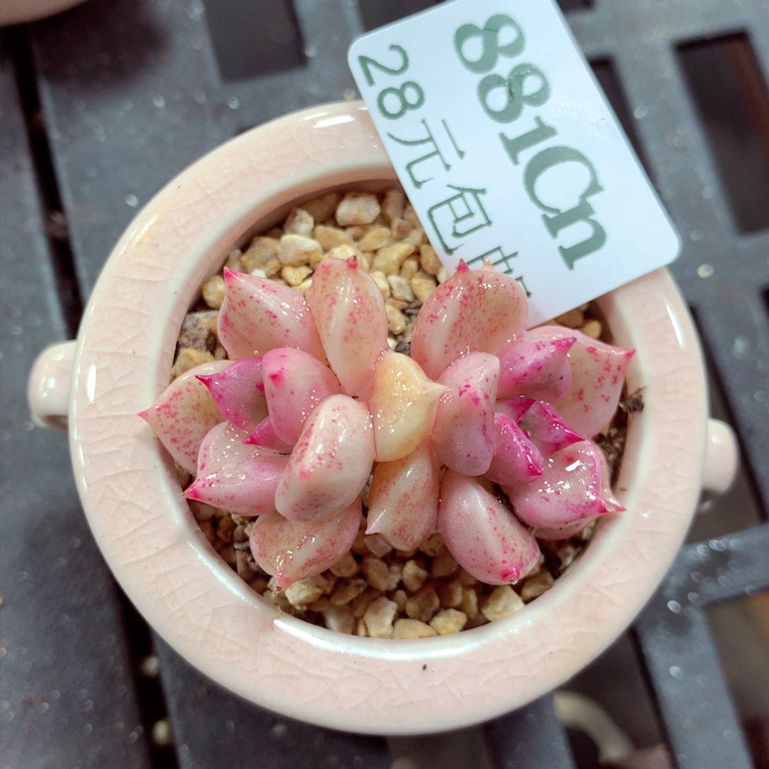 5厘米盆精控多肉881