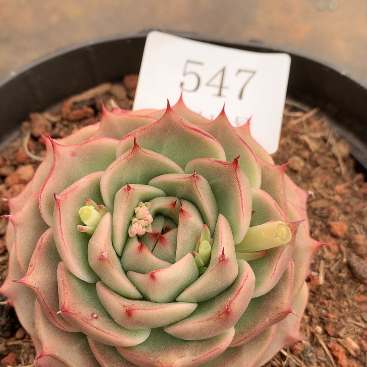 【闪购商品】云547