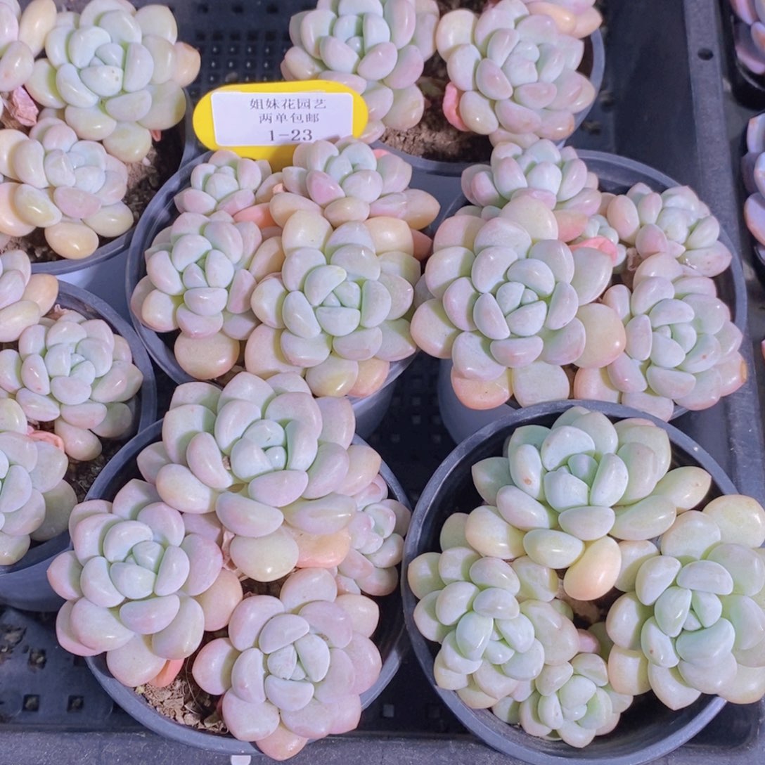 1-23-精品老桩泡泡糖群一个