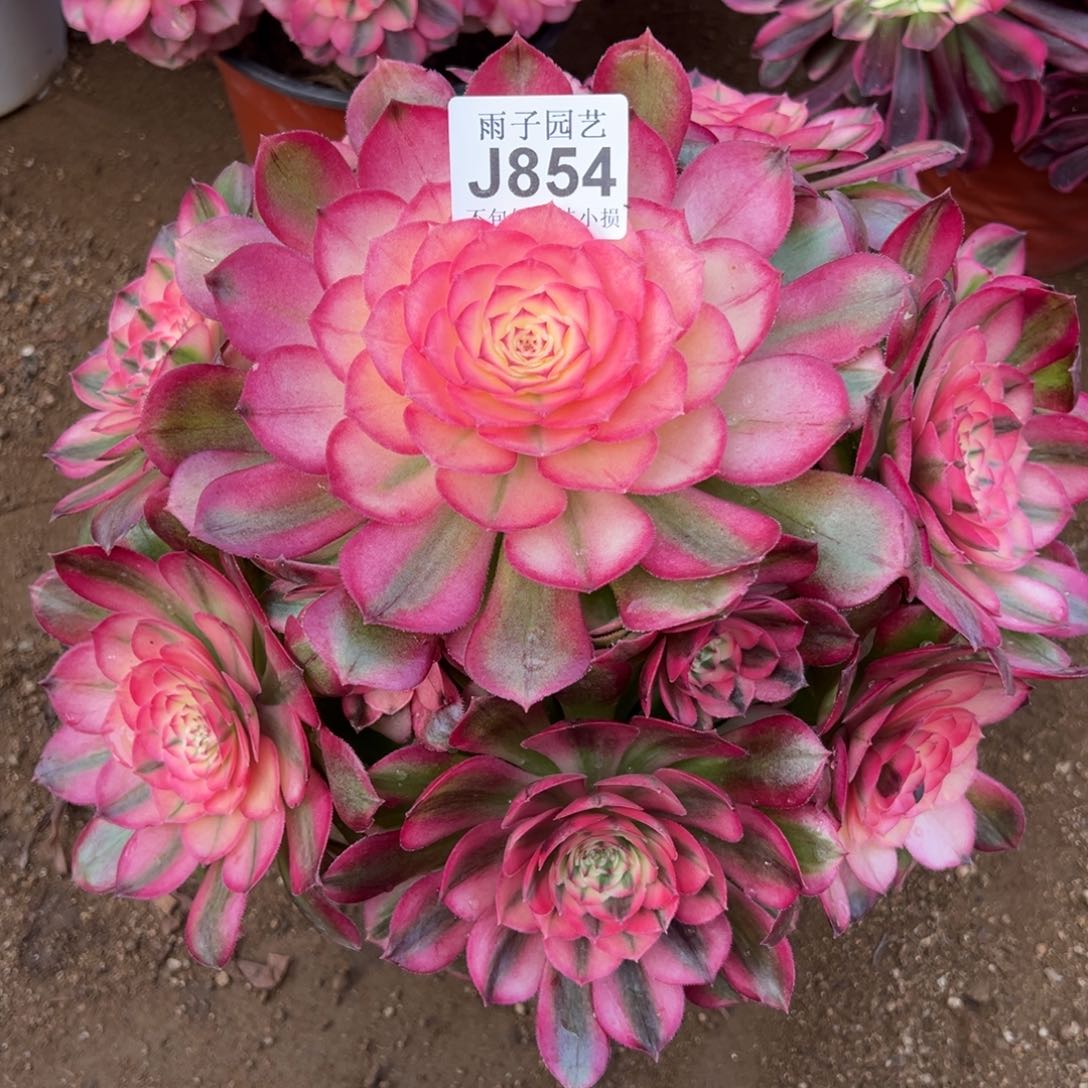 854荔枝尺寸25左右