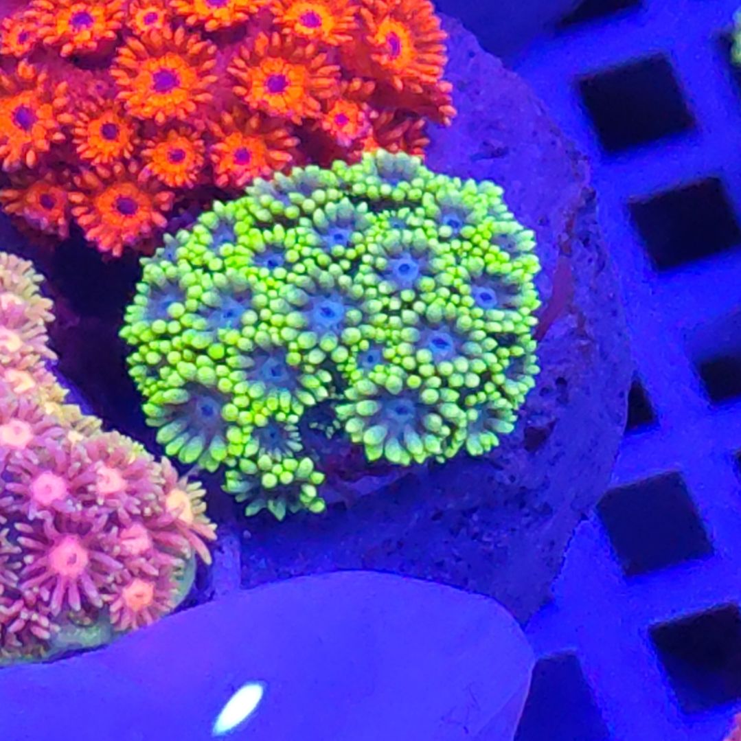 智海珊瑚不包邮不支持退货