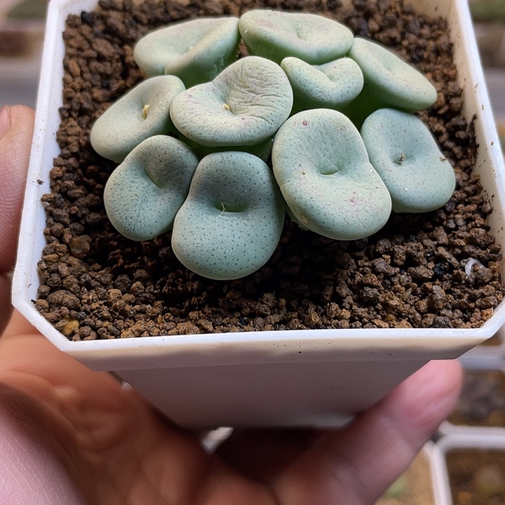 佳人园艺多肉生石花酒杯788