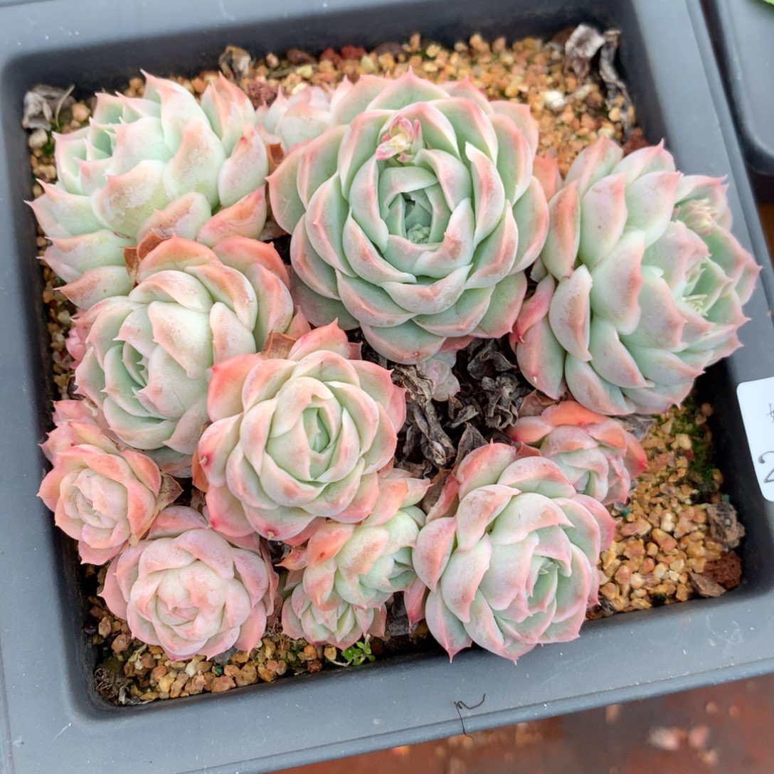 乔*板2367杂交精品基地13厘米