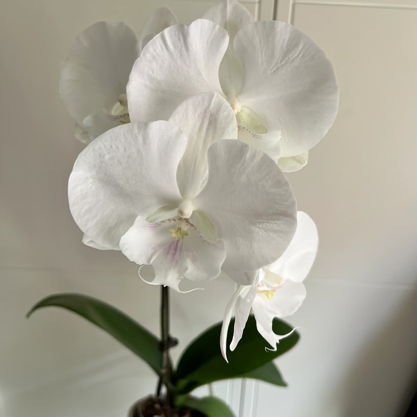 蝴蝶兰——白富美(任意两颗包邮只拍一颗发苗)