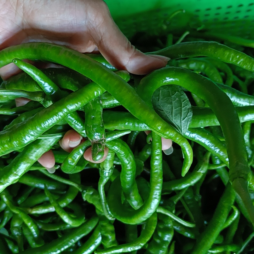 >辣椒<农户自家种植露天自然生长大辣椒/小辣椒/以直播为准