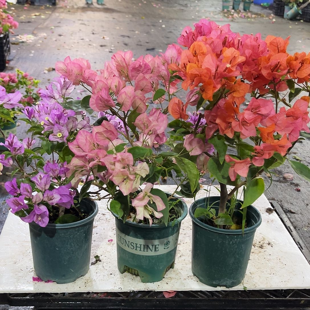 完全开放雪紫，波妹，五宝