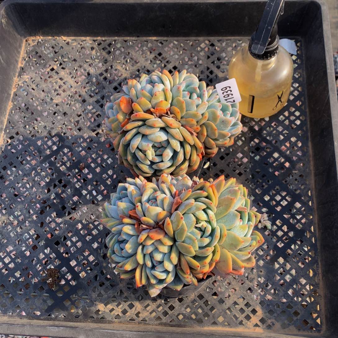 21939橙子嗯嗯嗯嗯嗯