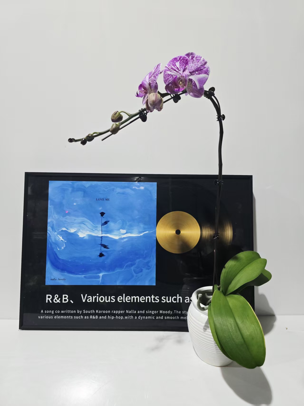 塔塔开【变异五花肉！】3.0寸杯蝴蝶兰带花带花苞开花株发货