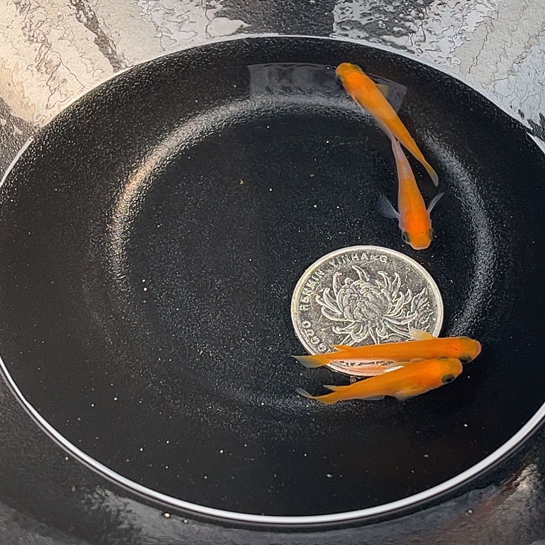 青鳉鱼红熊猫4条1号