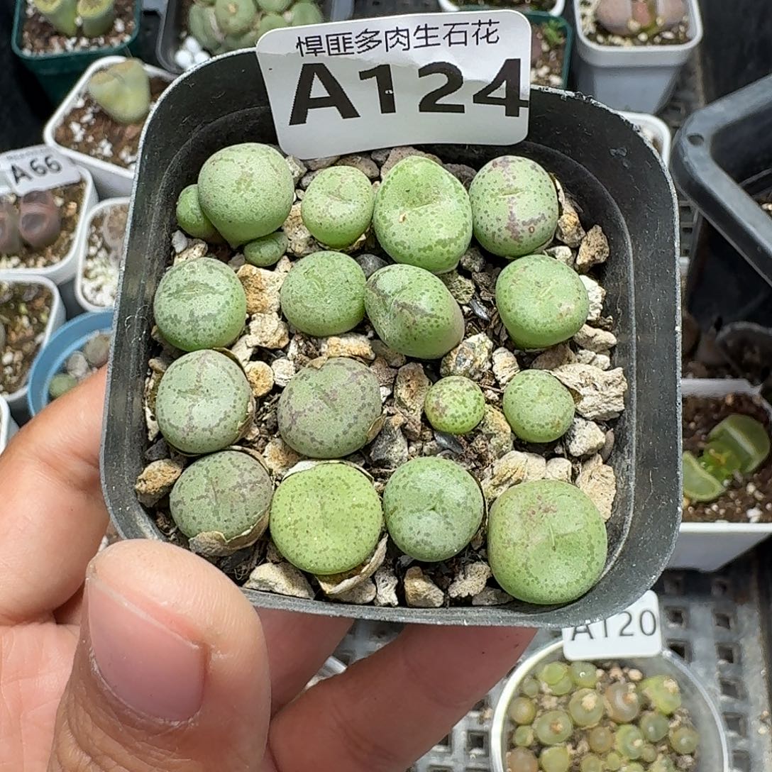 124多肉植物多肉植物