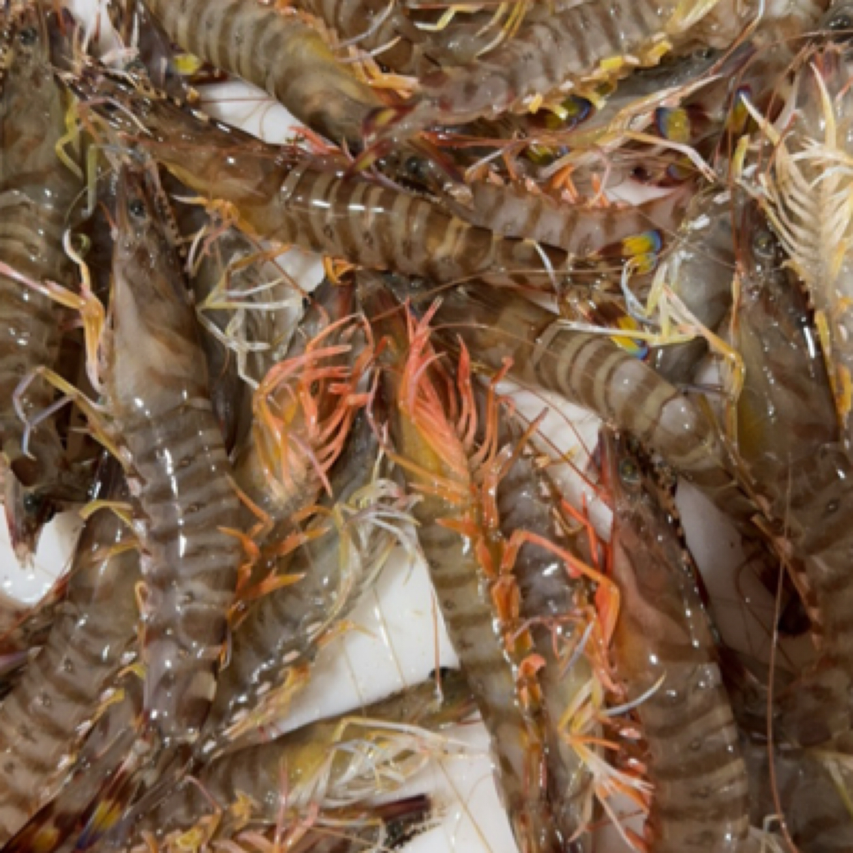 断气链接需要直接拍3斤