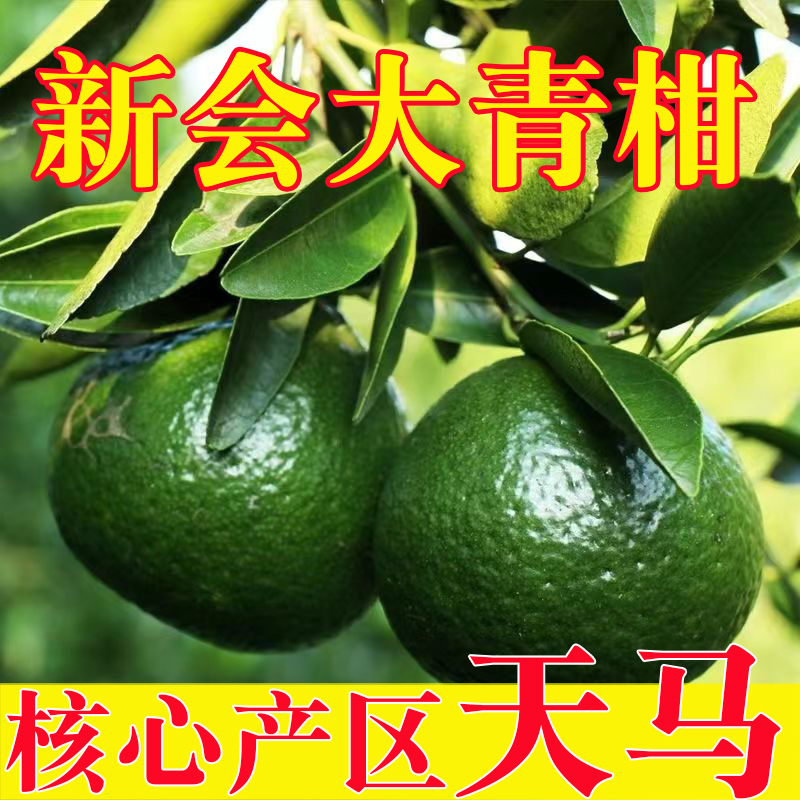 【晒皮专用】2025年正宗新会柑天马大青柑鲜果圈枝大青皮茶枝柑鲜果