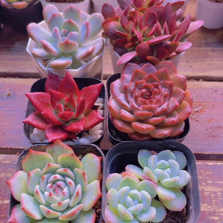 紫碟 溏心 橙梦露 罗卡 吉娃娃 冰玉多