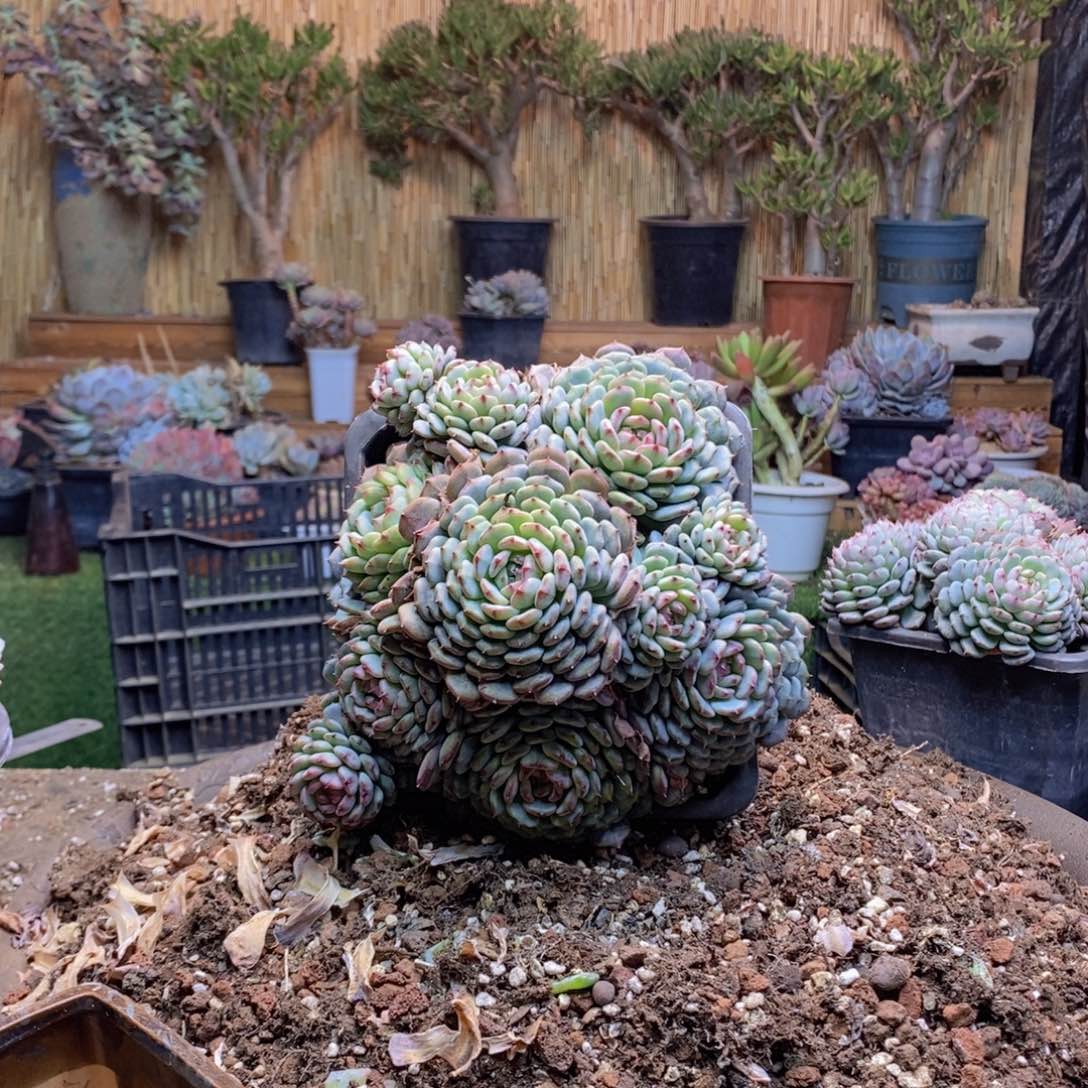 云**轻443号白胖子多肉