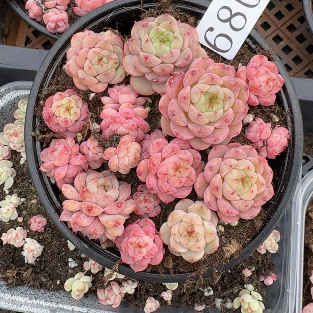 多肉植物多肉植物680