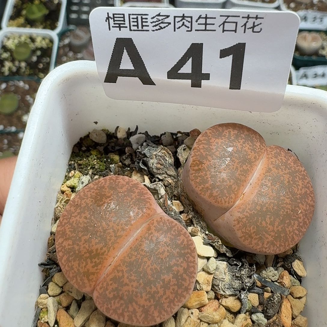 41多肉植物多肉植物